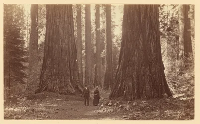 [Die drei Grazien, Calaveras Grove]