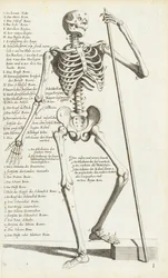 Anatomische Studie des menschlichen Skeletts von Carlo Cesi