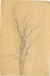 Baumstudie