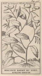 Springkraut