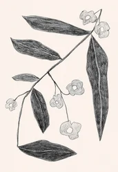 Botanische Zweigzeichnung