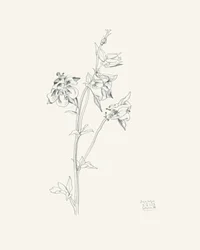 Akelei-Blumenskizze