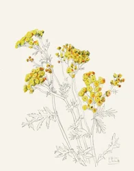 Zarte gelbe Blüten