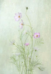 Zarte Kosmosblüten