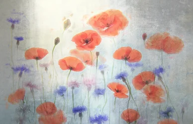 Sanftes Mohnblumenfeld