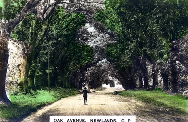 Eichenallee, Newlands, Johannesburg, Gauteng, Südafrika, um 1920er Jahre