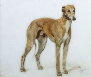 Ein rehfarbener Windhund, 1897