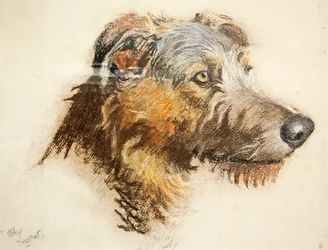 Ein schottischer Hirschhund