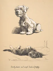 Sealyham und Rauhhaardackel-Welpe, 1930, Illustrationen aus seinem Skizzenbuch verwendet für Just Among Friends, später veröffentlicht von Eyre und Spottiswoode Limited, 1934