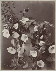 Blumenstudie mit Kölner Topf