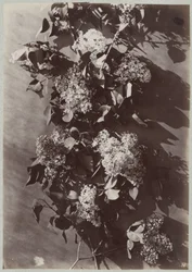 Blumenstudie mit Zweigen