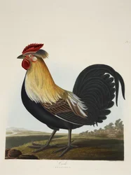 Hahn, Phasianus, aus „Eine Auswahl britischer Vögel“, veröffentlicht 1835