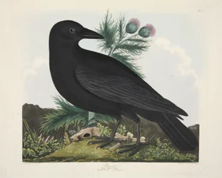 Rabe, Corvus Corai, aus 