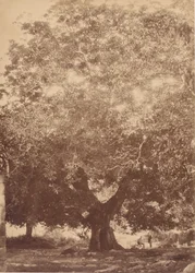 Der Walnussbaum von Kaiser Karl V., Yuste, 1858