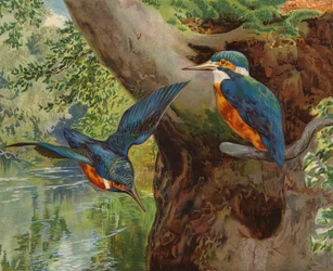 Eisvögel