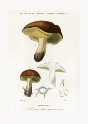 Pilz (Boletus circinans)