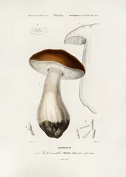 Steinpilz (Boletus edulis)