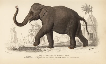 Indischer Elefant, aus 