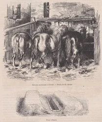Percheron-Pferde im Stall, Mistgrube, aus Magasin Pittoresque, ca. 1852