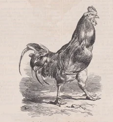 Coq de ferme, race commune, aus Magasin Pittoresque, ca. 1852