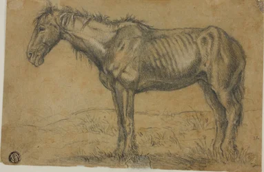 Abgemagertes Pferd (recto); Frontalansicht eines Pferdes (verso)