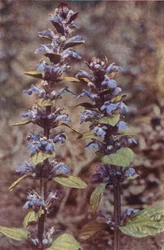 Wildblumen: Günsel