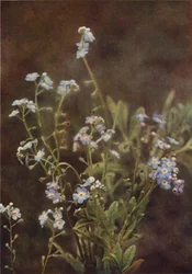Wildblumen: Vergissmeinnicht