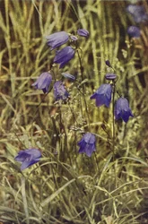 Wildblumen: Glockenblume