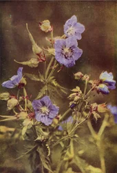 Wildblumen: Wiesen-Storchschnabel