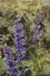 Wildblumen: Eisenhut
