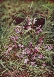 Wildblumen: Roter Zahntrost