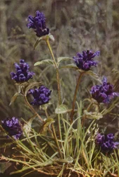 Wildblumen: Braunelle