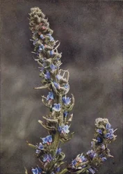 Wildblumen: Natternkopf