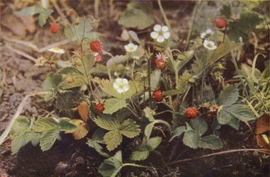 Wildblumen: Walderdbeere