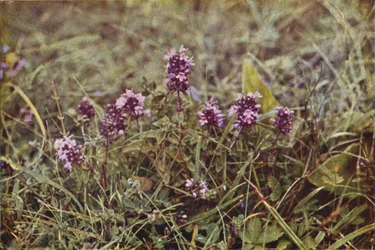 Wildblumen: Wilder Thymian