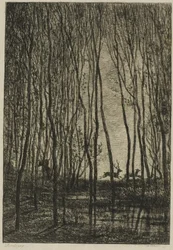 Hirsche im Wald
