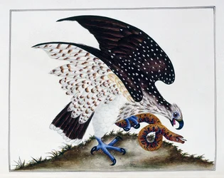 Raubvogel mit Schlange, 1808-21