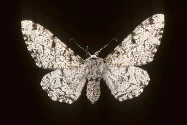 Betularia biston