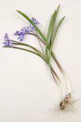 Botanische Tafel/Chionodoxa forbesii/Chionodoxa luciliae/Ruhm des Schnees