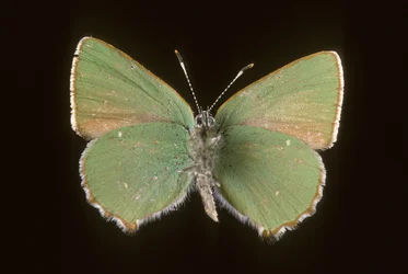 Callophrys rubi
