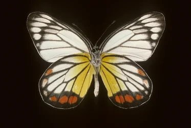 Delias hyparete/Männlich