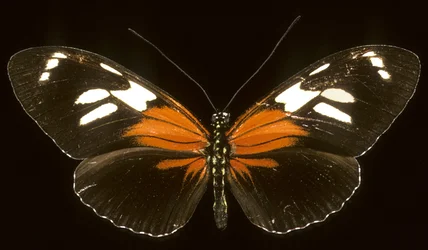 Heliconius burneyi catherina