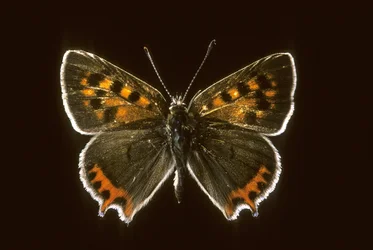 Lycaena phlaeas/Kleiner Feuerfalter