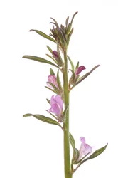 Misopates orontium/Schädel/Rubicond Muflier/Feld Muflier