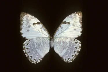 Morpho catenarius