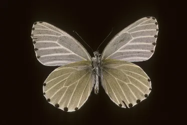 Mylothris humblot