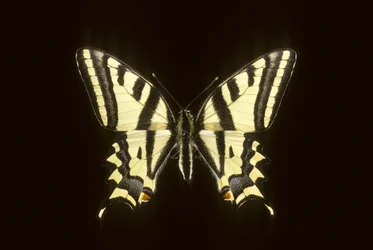 Papilio alexanor/Alexanor