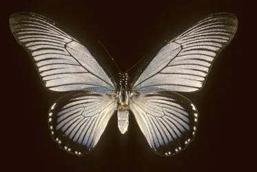 Papilio zalmoxis/Blaues Segelboot