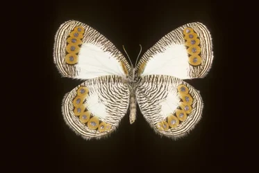 Physcaeneura leda