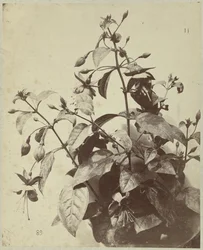 Blumenstillleben mit Fuchsie